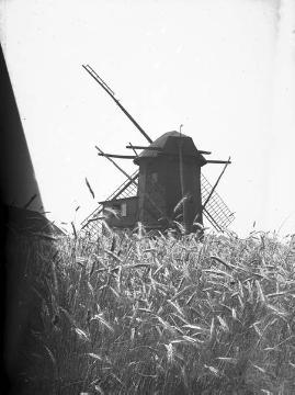 Am Dernerbaum: Windmühle im Kornfeld