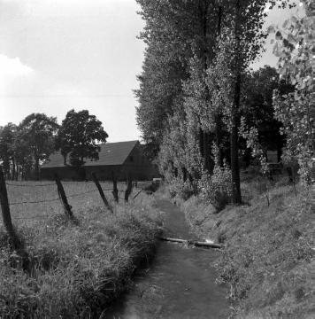 Nottuln-Stevern: Die Stever bei Hof Westerath mit Wassermühle (verdeckt), 1952