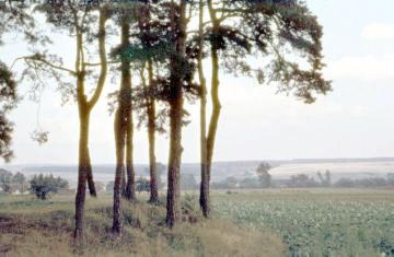 Kiefernpartie mit Hügelgrab in der Senne, im Hintergrund der Teutoburger Wald