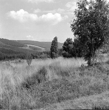 Heidelandschaft bei Eversberg im Arnsberger Wald