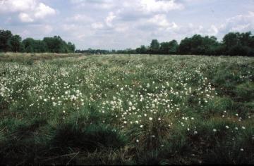 Blühendes Wollgras im Naturschutzgebiet Recker Moor