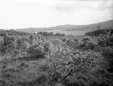 Naturschutzgebiet Dollenbruch mit Blick Richtung Silberg, im Tal: Großer Weidekamp, angelegt 1914-1916 durch den Kreis Olpe
