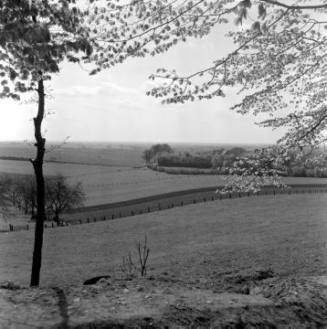 Feldflur bei Nottuln nahe der Jugendherberge "Annette von Droste-Hülshoff", 1958