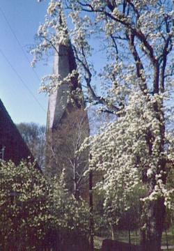 Baumblüte an der ev. Kirche Alt-St.Thomae (Turmansicht)