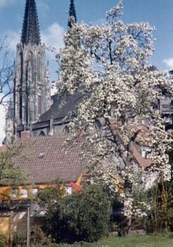 Baumblüte vor der "Wiesenkirche" (ev. Pfarrkirche St. Maria zur Wiese)