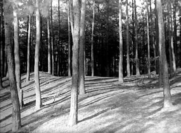 Wald bei Kloster Vinnenberg