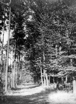 Waldweg auf dem Engarberg