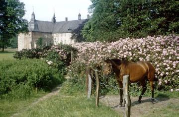 Schloss Lembeck: Blühende Hecke und Pferd im Park mit Blick auf die Hauptburg