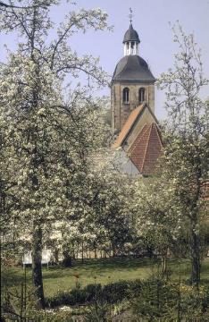 Baumblüte vor der ev. Stadtkirche, ehem. St. Georg