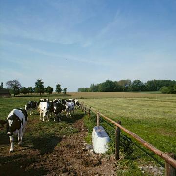 Landschaft der Lippeniederung: Viehweiden und Ackerflur bei Herzfeld