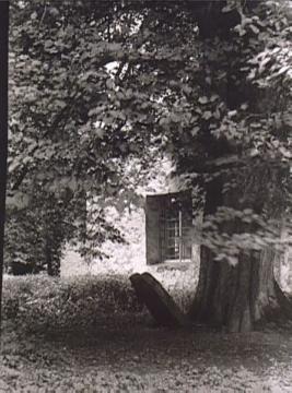 Auf dem Waldfriedhof: Alter Baum vor der Kapelle (Bad Meinberg)