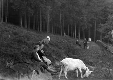 Ziegenhüter auf den Bergwiesen bei Niedermarsberg