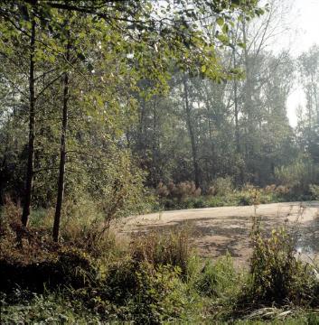 Feuchtbiotop im Wienburgpark: Ökologisch gestaltetes Naherholungsgebiet, angelegt 1986/87 auf dem ehemaligen Gut Nevinghoff