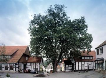 Einstiger Dorfbaum: Die 300 Jahre alte Marktlinde in der Tecklenburger Altstadt, 1999