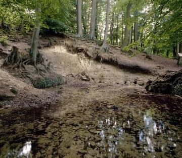 Die Leerbachquelle, auch "Jannings Quelle" (Naturdenkmal) in den Baumbergen bei Horstmar-Leer - die größte von mehreren Wasseraustritten aus einem Quellhorizont, welcher 85-80 Meter üNN rund um den 150 m hohen Schöppinger Berg verläuft.