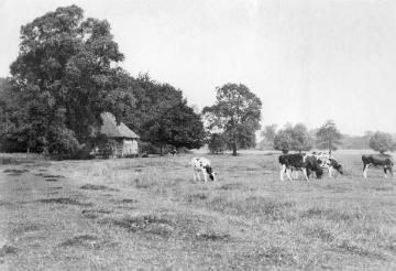Weidende Kühe nahe der Iltinger Mühle bei Herbern