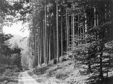Waldweg von Horn nach Leopoldstal