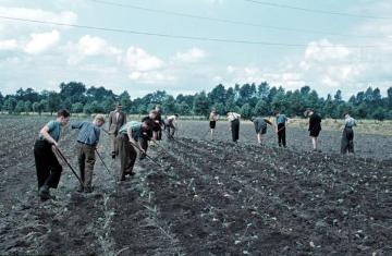 Arbeitsdienst in der Landwirtschaft: Jugendliche Heimbewohner der Pflegeanstalt Bethel bei der Feldarbeit in der Senne. Undatiert, um 1956?