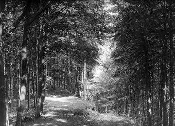 Waldweg von Horn zum Naturschutzgebiet Bärenstein