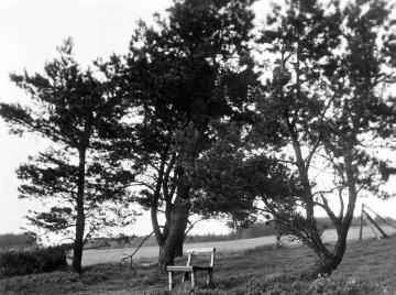Bei Dahle: Baumgruppe mit Sitzbank nahe dem Kohlberghaus