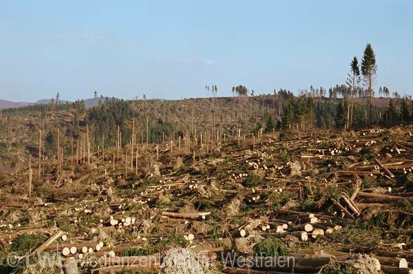 11_597 Schadensbilder in den Wäldern des Sauerlandes nach dem Orkan "Kyrill" am 18. und 19. Januar 2007