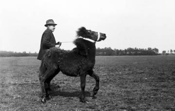 Käufer mit Jährling nach dem alljährlichen "Dülmener Wildpferdefang" im Merfelder Bruch bei Dülmen, Mai 1926