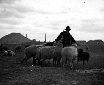 Schäfer mit Schafherde am Rande einer Zechensiedlung