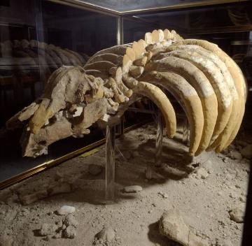 Fossilien aus dem Doberg: Skelett einer Seekuh (Kreisheimatmuseum im Striedieckschen Hof)