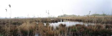 Vogelschutzgebiet Rieselfelder (seit 1978), Feuchtwiesenbereich mit Teichen