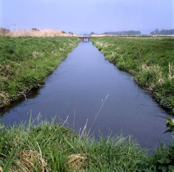 Wassergraben im Vogelschutzgebiet Rieselfelder (seit 1978)