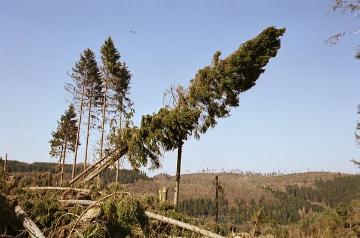 Orkanschäden nach "Kyrill" am 18./19.01.2007: Windbruch auf dem Ödenberg bei Altenaffeln (Forstamt Attendorn)