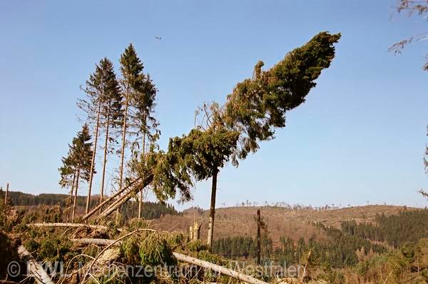 11_602 Schadensbilder in den Wäldern des Sauerlandes nach dem Orkan "Kyrill" am 18. und 19. Januar 2007