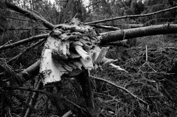 Orkanschäden nach "Kyrill" am 18./19.01.2007: Geborstener Baumstamm in einem Windbruchareal bei Schmallenberg