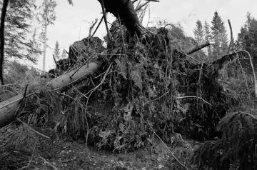 Orkanschäden nach "Kyrill" am 18./19.01.2007: Entwurzelung in einem Windbruchareal bei Schmallenberg