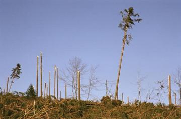 Windbruch auf dem Rhonardberg (Forstamt Olpe) nach dem Orkan "Kyrill" am 18./19.01.2007