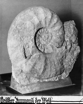 Ammonit, einer der größten der Welt, Exponat im Provinzial-Museum für Naturkunde