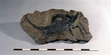 Gesteinsabdruck eines Protorosaurus, LWL-Museum für Naturkunde, Münster