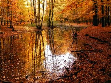 Dietmar Kämmer: Herbst im Waldgebiet Grävingholz, Dortmund-Eving