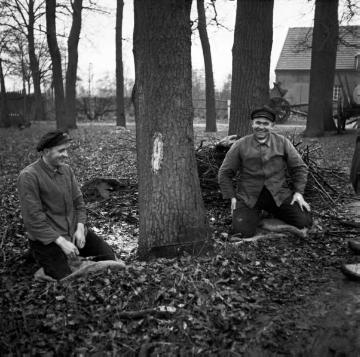 Holzfäller der Firma Seier (Hermann Hansen und Wilhelm Terwelde) bei der Arbeit auf dem Hof Böckenhoff