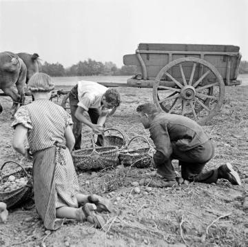 Kartoffelernte, Erntearbeiter mit Körben auf dem Feld