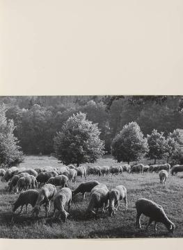 Idylle - Motiv aus einem Fotoalbum des Jugendherbergswerkes Saarland für Richard Schirrmann zum 80. Geburtstag 1954, Fotografien von Joachim Lischke, undatiert