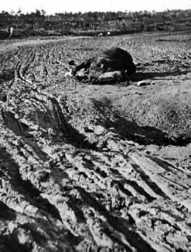 Kriegsschauplatz Polen um 1915: Verendetes Pferd