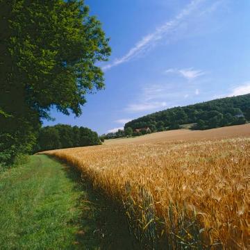 Getreidefeld am Rande des Naturschutzgebietes Knicksiek im Ortsteil Bergkirchen
