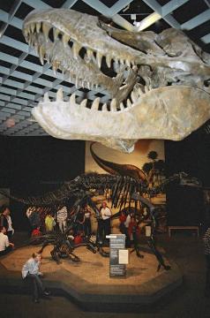 Dinosaurierausstellung im LWL-Museum für Naturkunde, Münster - hier der Kopf eines Tyrannosaurus Rex 