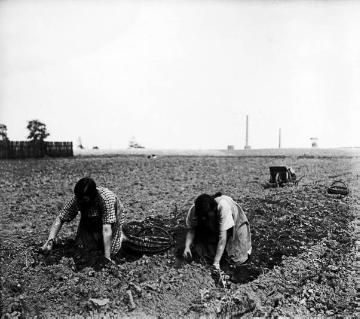 Feldarbeiterinnen bei der Kartoffelernte