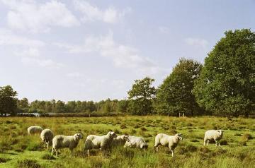 Einsatz von Schafen zur Verhinderung der Verbuschung in der Heidelandschaft des Naturschutzgebietes "Heiliges Meer" zwischen Hopsten und Recke (Außenstelle des LWL-Museums für Naturkunde, Münster)