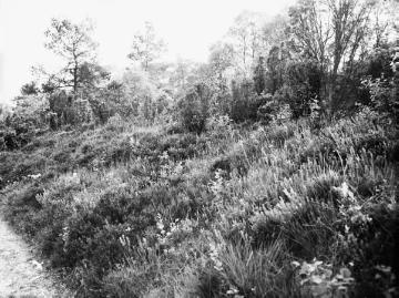 Moorvegetation im Naturschutzgebiet "Die Grundlose" am Fuße des Rothensteins