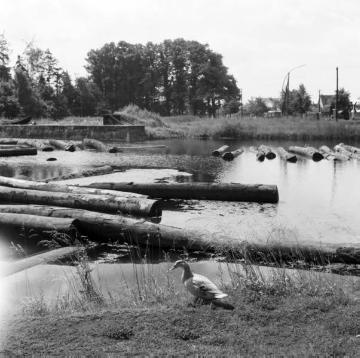 Sperrholzfabrik in Wiedenbrück: Einschwämmen von Baumstämmen auf der Ems Richtung Holzlager