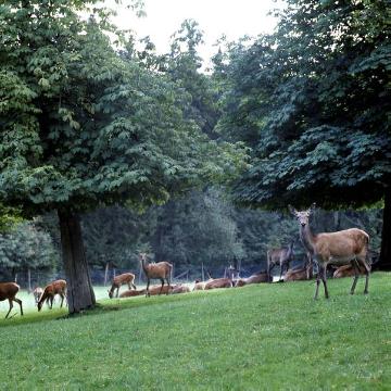 Damwild-Gehege im Panorama-Park Sauerland, Wildpark und Freizeitpark im Rothaargebirge bei Kirchhundem-Rinsecke, gegründet 1963 von der Familie Schulte-Wrede (erster Wildpark Deutschlands), Rinsecker Straße 100