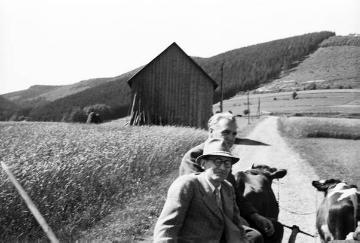 Unterwegs mit dem Ochsengespann bei Schmallenberg-Bödefeld, Hochsauerland, Anfang 1940er Jahre